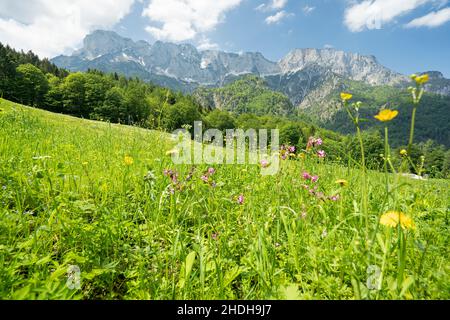 Blumenwiese, berchtesgadener Land, berchtesgadener alpen, Blumenwiesen, berchtesgadener Länder Stockfoto