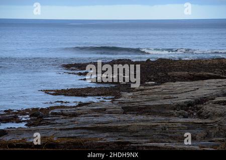 Gray Seals on Rocks bei Brothers Point Skye Stockfoto