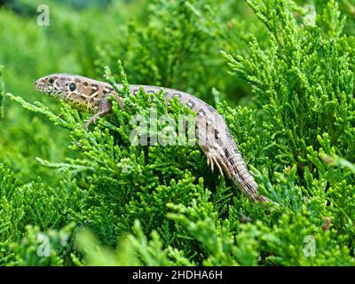 Sandeidechse, Lacerta agilis, in einer Nahaufnahme Stockfoto