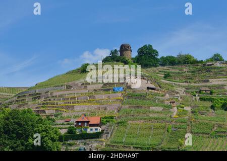 Weinberg, bismarckturm, Weinberge, bismarcktürme Stockfoto