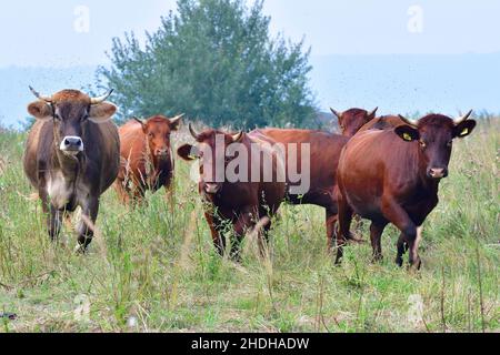 Kuh, Weide, Rinder, Kühe, Weiden, Rasseln, Vieh Stockfoto