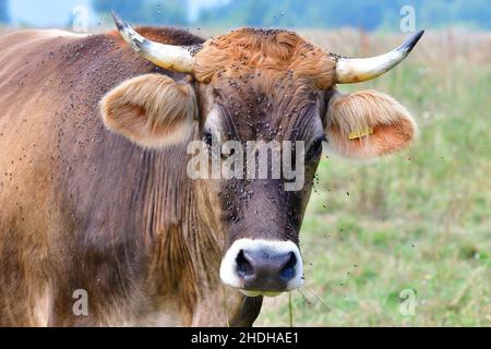 Kuh, Vieh, Fliege, Kühe, Rasseln, Vieh, Fliegen Stockfoto