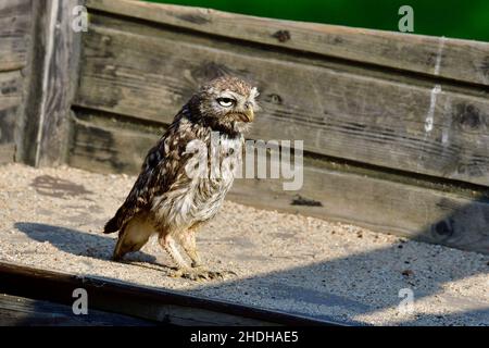 Kleine Eule, kleine Eulen Stockfoto