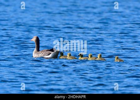 Küken, Graugans, Baby Huhn, Baby Ente, Huhn Baby, Jungvögel, Jungvögel, Graugänse Stockfoto