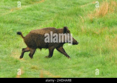 Wildschweine, Wildschweine, Wildschweine Stockfoto