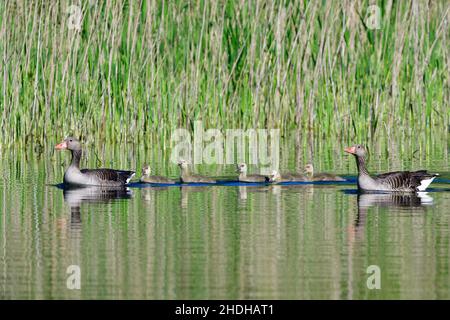 Küken, Graugans, Baby Huhn, Baby Ente, Huhn Baby, Jungvögel, Jungvögel, Graugänse Stockfoto