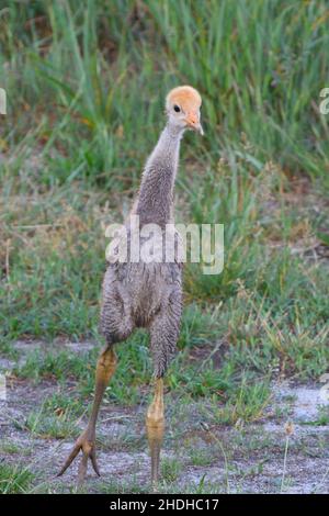 Küken, Kran, Baby Huhn, Baby Ente, Huhn Baby, Jungvögel, Jungvögel, Kraniche Stockfoto