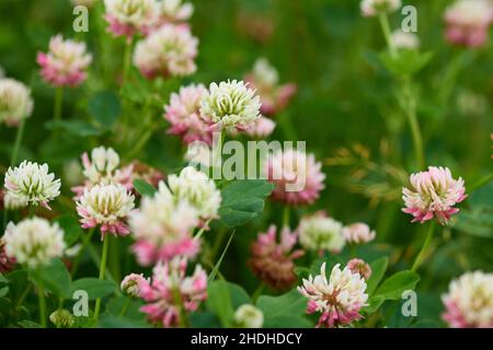 Alsike Clover, Trifolium hybridum Stockfoto