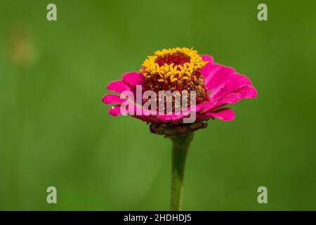 zinnia, Zinnien Stockfoto