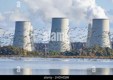 Vogelschwarm, Kraftwerk jänischwalde Stockfoto