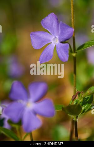 Große immergrüne, große immergrüne Stockfoto