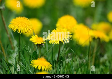 Wiese, löwenzahn, Wiesen, löwenzahn Stockfoto