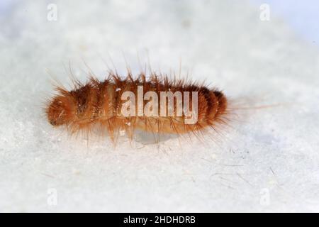 Larve des Khapra-Käfers Trogoderma granarium Dermestidae Familie Schädling des gelagerten Getreides Stockfoto