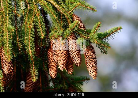 Kieferkegel, picea abies, Kieferkegel Stockfoto