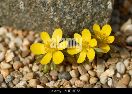 Winterling Stockfoto