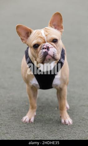 2-jährige, bräunliche Französin mit schmetterlingsbesonnener Nase mit einer Mischung aus schwarzen und rosa Pigmenten. Stockfoto