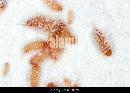 Larven des Khapra-Käfers Trogoderma granarium Dermestidae Familie Schädling des gelagerten Getreides Stockfoto