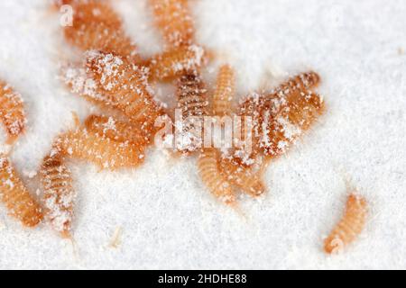 Larven des Khapra-Käfers Trogoderma granarium Dermestidae Familie Schädling des gelagerten Getreides Stockfoto