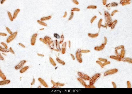 Larven des Khapra-Käfers Trogoderma granarium Dermestidae Familie Schädling des gelagerten Getreides Stockfoto