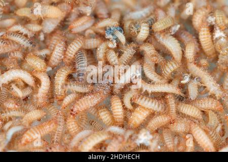 Larven des Khapra-Käfers Trogoderma granarium Dermestidae Familie Schädling des gelagerten Getreides Stockfoto