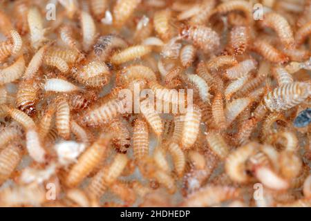 Larven des Khapra-Käfers Trogoderma granarium Dermestidae Familie Schädling des gelagerten Getreides Stockfoto