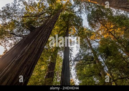 Lady Bird Johnson Grove of Coast Redwoods, Sequoia sempervirens, Redwood National- und State Parks, Kalifornien, USA Stockfoto