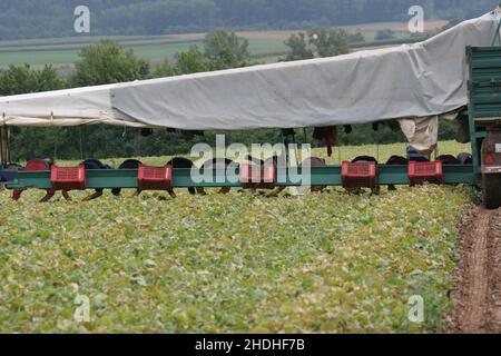 Landwirtschaft, Erntemaschine, Gurkenernte, Landwirtschaft, Erntemaschinen, Gurkenernte Stockfoto