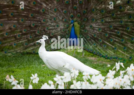 pfau, Paarung, Pfauen Stockfoto