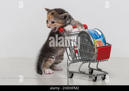 Einkaufen, Kätzchen, Kätzchen Stockfoto