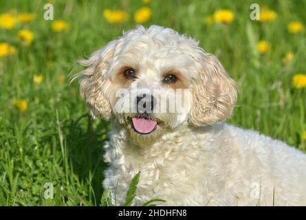 Hund, havanese, Hunde, bichon, Bichons, Havaneses Stockfoto