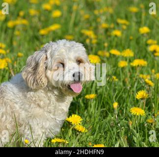 Hund, havanese, Hunde, bichon, Bichons, Havaneses Stockfoto