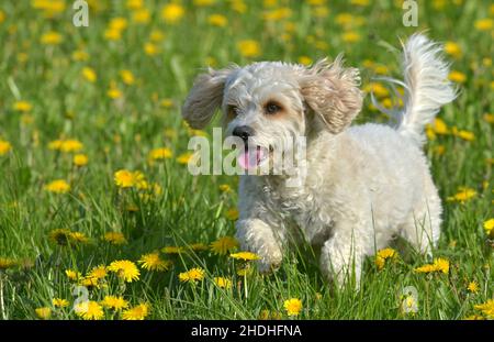 Hund, havanese, Hunde, bichon, Bichons, Havaneses Stockfoto