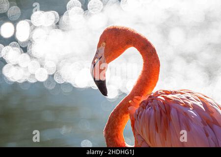 Porträt eines amerikanischen Flamingo (Phoenicopterus ruber) Stockfoto