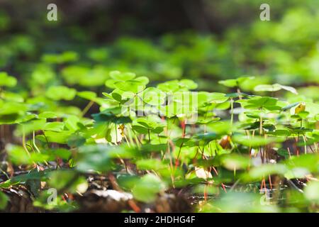 Grüne Blätter sind an einem Sommertag im Sonnenlicht. Oxalis acetosella wächst in einem Wald Stockfoto