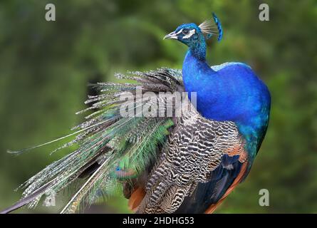 pfau, Gefiederpflege, Pfauen, Gefiederpflege Stockfoto