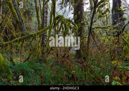 Moosbedeckte Weinmaalen und andere kleine Bäume in den Redwood National- und State Parks, Kalifornien, USA Stockfoto