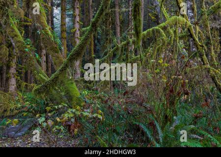 Moosbedeckte Weinmaalen und andere kleine Bäume in den Redwood National- und State Parks, Kalifornien, USA Stockfoto