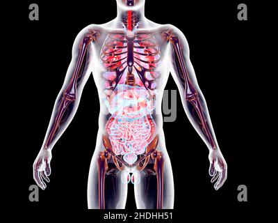 Anatomie, medizinische Illustrationen, menschliches inneres Organ, Anatomie, Illustration, Illustrationen, menschliche innere Organe Stockfoto