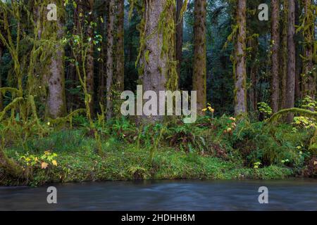 Prim Creek mit Sitka-Fichten im Prim Creek Redwoods State Park, Redwood National and State Parks, Kalifornien, USA Stockfoto