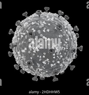 COVID-19 . Struktur des Corona-Virus . Spike Glykoprotein und Hüllprotein und Membranprotein . Feine detaillierte Textur . Schwarz-weiße Farbe . Stockfoto