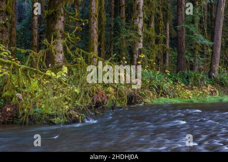 Prim Creek mit Sitka-Fichten im Prim Creek Redwoods State Park, Redwood National and State Parks, Kalifornien, USA Stockfoto