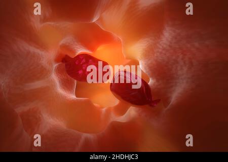 Darm, Endoskopie, Polyp, Darm, Endoskopien Stockfoto