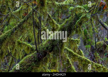 Moosbedeckte Weinmaalen und andere kleine Bäume in den Redwood National- und State Parks, Kalifornien, USA Stockfoto