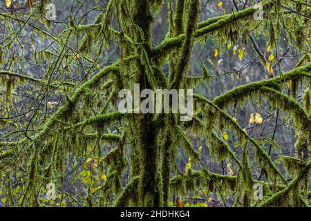 Moosbedeckte Weinmaalen und andere kleine Bäume in den Redwood National- und State Parks, Kalifornien, USA Stockfoto