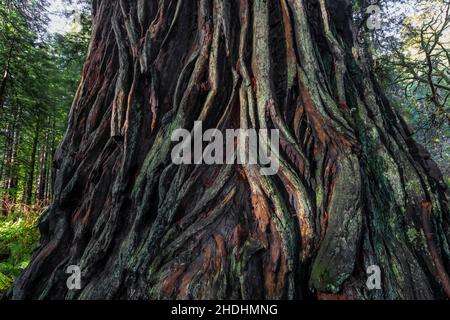 Küsten Sie Redwood mit tief furnierter Rinde im Prim Creek Redwoods State Park, Redwood National and State Parks, Kalifornien, USA Stockfoto