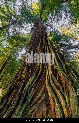 Küsten Sie Redwood mit tief furnierter Rinde im Prim Creek Redwoods State Park, Redwood National and State Parks, Kalifornien, USA Stockfoto