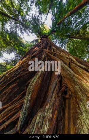 Küsten Sie Redwood mit tief furnierter Rinde im Prim Creek Redwoods State Park, Redwood National and State Parks, Kalifornien, USA Stockfoto