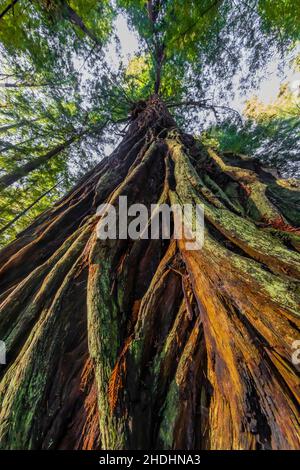 Küsten Sie Redwood mit tief furnierter Rinde im Prim Creek Redwoods State Park, Redwood National and State Parks, Kalifornien, USA Stockfoto