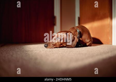 Niedliche braune, kurzhaarige Dackel-Sonnenbäder auf dem Teppich vor zwei braunen Türen, Seitenaugen-Kamera. Glänzend beschichteter wiener Hund legt sich hin und ruht Stockfoto