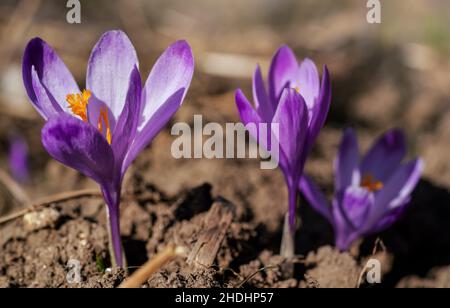 Die Sonne scheint auf der wilden violetten und gelben Irisblume (Crocus heuffelianus verfärbt) Stockfoto